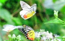 中国·红河蝴蝶谷