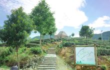 松阳大木山骑行茶园景区