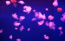 五星水族馆