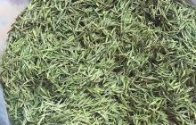 云湖茶博园景区