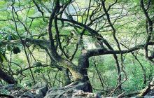 龙滩大峡谷国家森林公园