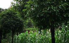 中国兰科植物园