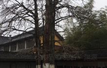 江南碧坞