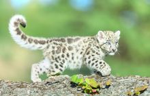 青岛森林野生动物世界