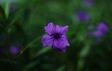 王借岗古火山遗址