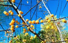 百里画廊河南村132号住宿