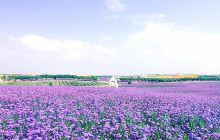 艾伊薰衣草庄园
