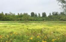 呼兰河口湿地公园