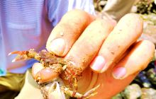 冠头岭国家森林公园赶海体验