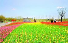 泰山花海