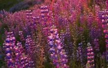 常绿耐寒木兰科植物园