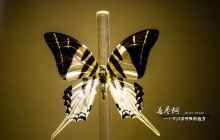 宜兴善卷洞蝶馆