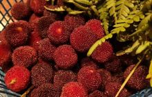 茶山龙脊杨梅园