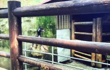 鸟语林—生态动物岛