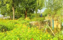 中日樱花友谊林