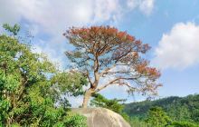 小黄山景区