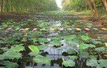 洪泽湖乡土植物园