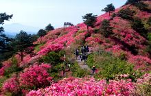 杜鹃花海