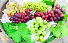 顺德太子休闲农庄