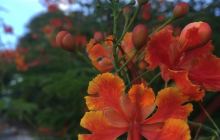 野菠萝私人沙滩