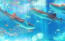 碧海情深海洋世界
