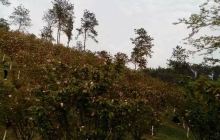 镜山森林公园