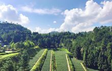 华祥苑生态茶庄园