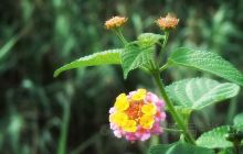 珠海淇澳-担杆岛省级自然保护区