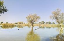 胡杨林哈萨克族民俗风情区