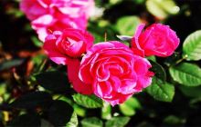 旅顺文博玫瑰园