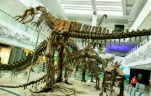恐龙化石博物馆
