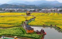 冷杉良田花海影视基地