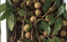 青山龙眼贡果园