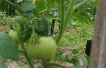 周王庙镇蚕俗文化园