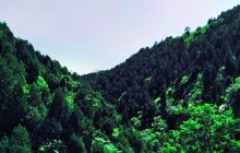 洪庆山国家森林公园