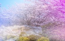 正定古城樱花小镇