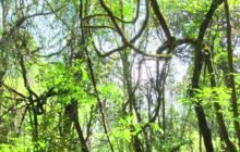 新化古州野林公园