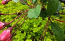 栾城柴武台公园