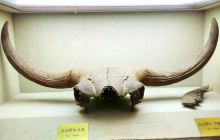 黑龙江辽金历史博物馆