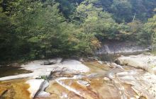 抱儿钟秀黄茶园