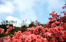 梅花山森林公园