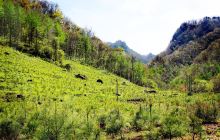 小陇山国家级自然保护区