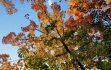 盛世绿源彩叶林基地