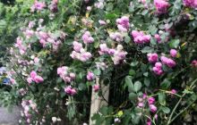 鸿山遗址特色文物专题玉飞凤