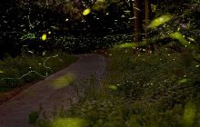 南湖萤火虫花园