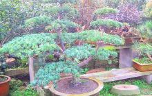 周圈生态花卉苗圃盆景市场