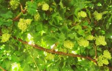 金山葡萄风景区