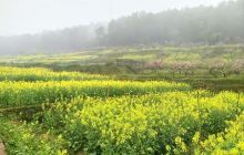 广阳岛油菜花田