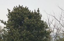 宜兴竹海凌云阁