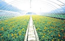 农业产业化花卉基地